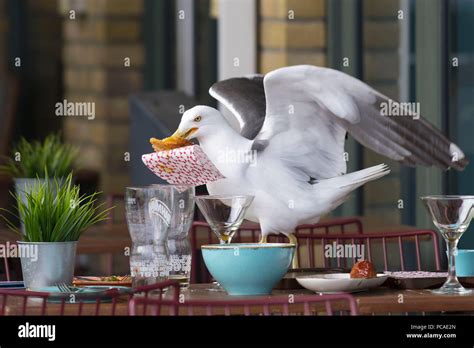 Seagull stealing food hi-res stock photography and images - Alamy