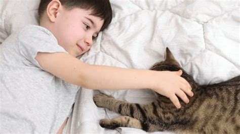 Adorable Kid Boy Lying On Bed Stock Footage Video (100% Royalty-free) 1102241031 | Shutterstock