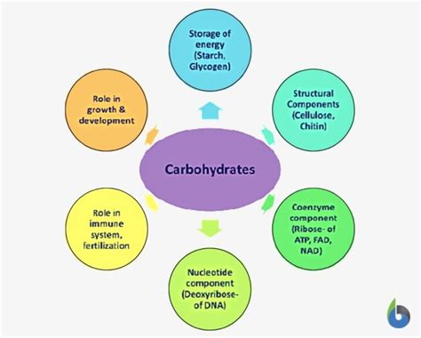 Metabolism - Definition and Examples - Biology Online Dictionary