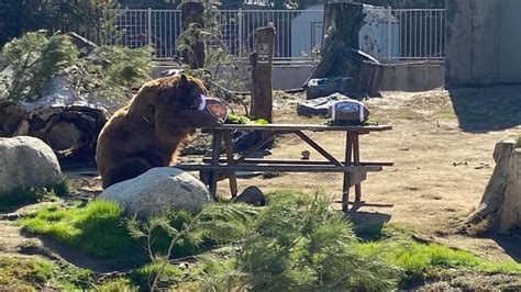 CALM Zoo bear 'Cinnamon' predicts winner ahead of big game Sunday