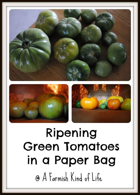 Stubborn green tomatoes? Ripen them in a paper bag! | Ripen green tomatoes, Green tomatoes ...