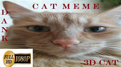 CAT 3D MEME - YouTube