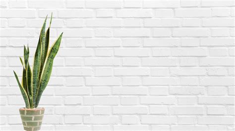 Bright White Minimalist Zoom Background With Brick Wall and Plant ...