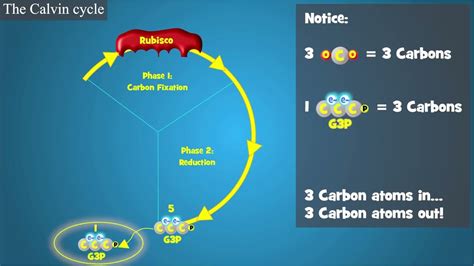 Photosynthesis: The Calvin Cycle - YouTube