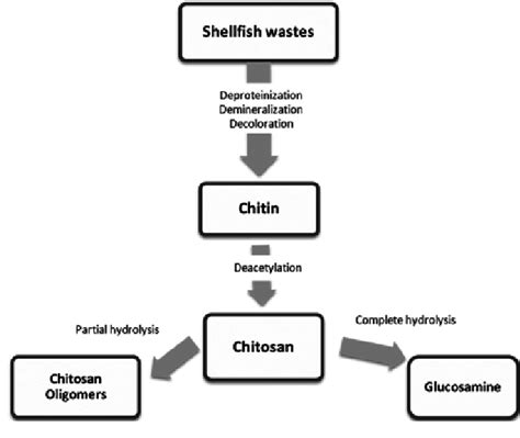 Flow chart of chitosan production. | Download Scientific Diagram