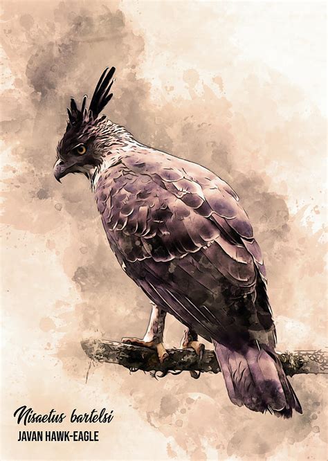 Javan Hawk-eagle Digital Art by Andreas AK