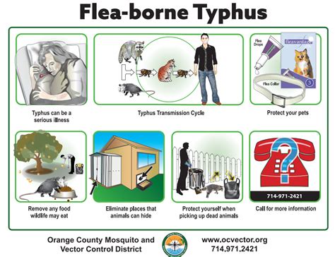 Flea-Borne Typhus - Orange County Mosquito and Vector Control District