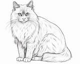 Realistic Cats Coloring Pages sketch template