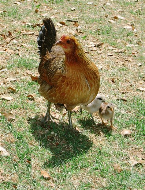 Hen and chicks Free Photo Download | FreeImages