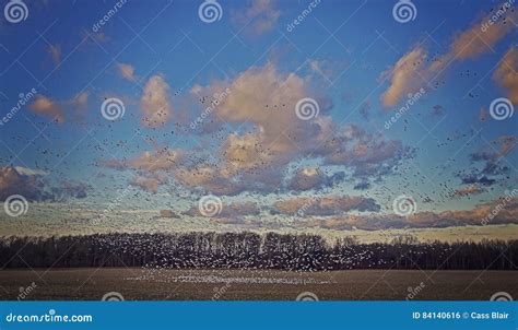 Snow Bird Migration stock photo. Image of phone, tree - 84140616