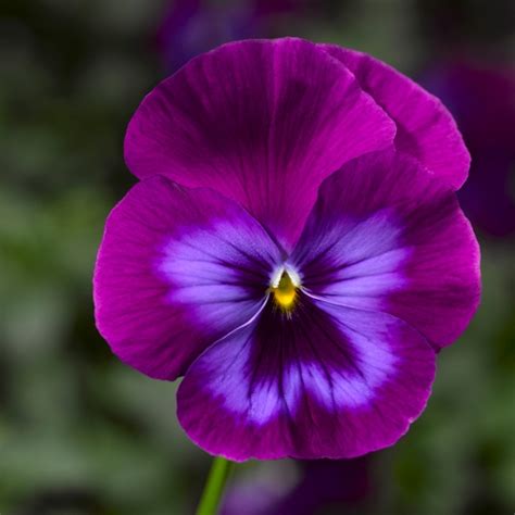 Pansy Pictures - National Garden Bureau