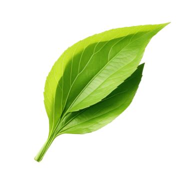 Green Matcha Leaf, Tea, Food, Herb PNG Transparent Image and Clipart for Free Download