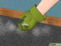 Will Carpet Cleaning Kill Fleas. Flea Carpet Cleaning Service - Outdoor Discovery