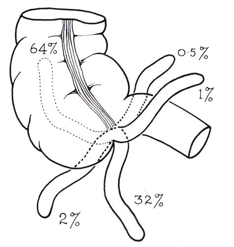 Appendix (anatomy) - Wikipedia