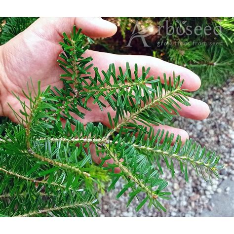 Korean fir (abies koreana) seeds