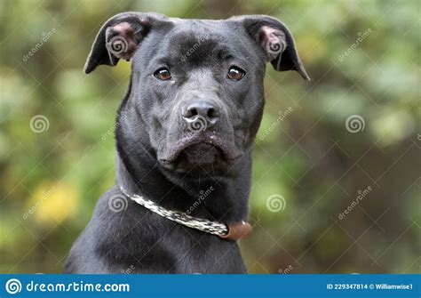 Boxer Pitbull Mixed Breed Puppy Laying Down Stock Photography | CartoonDealer.com #134702072