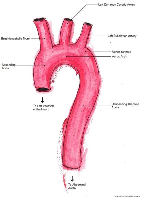 Pictures Of Aorta