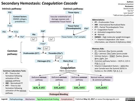 Secondary Hemostasis: Coagulation Cascade | Calgary Guide