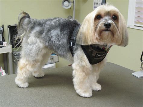 Morkie | Dog grooming, Morkie, Dogs