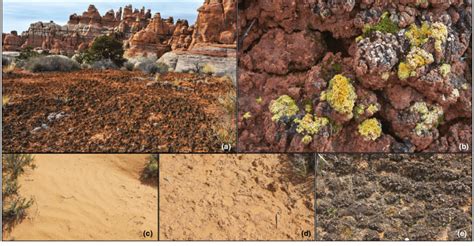 Biological soil crusts are found worldwide in drylands, where they... | Download Scientific Diagram