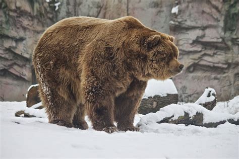 AVEEK- Blogs: Kodiak Bear