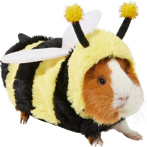 11 Best Guinea Pig Costumes - Halloween Costumes for Guinea Pigs