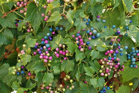 Ampelopsis brevipedunculata | Porcelain-Berry is a summer gr… | Flickr