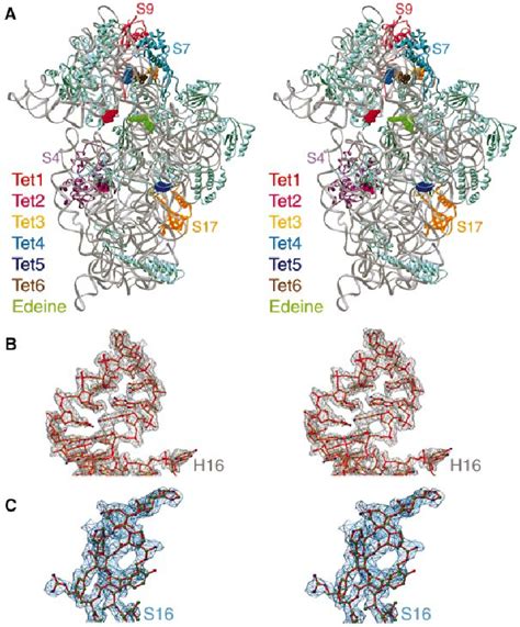 ( A ) Stereo view of the 3.2 A Ê structure of the 30S ribosomal ...