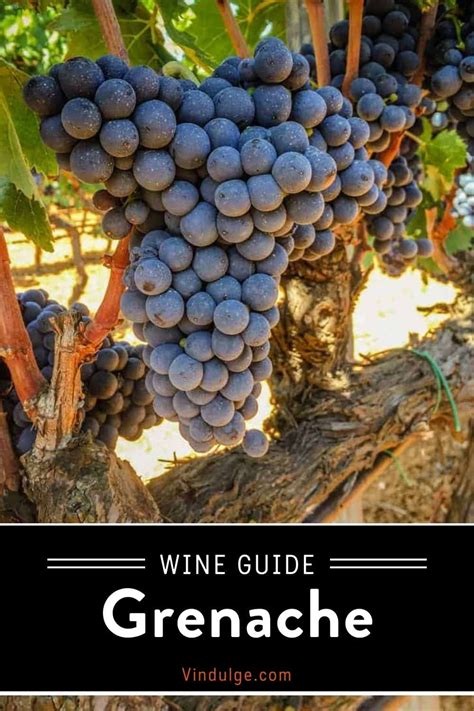 Grenache Wine Guide - Vindulge