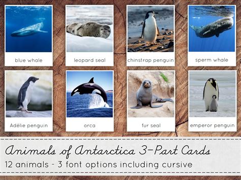 Antarctic Animals 3-part Cards Montessori Nomenclature Cards | Etsy Canada