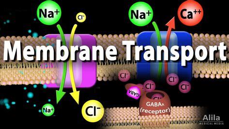 Membrane Transport, Animation in 2020 | Cell transport, Plasma membrane, Cell membrane