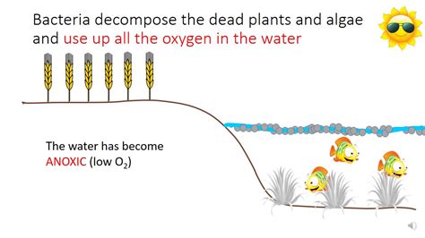 Diagram Of Eutrophication