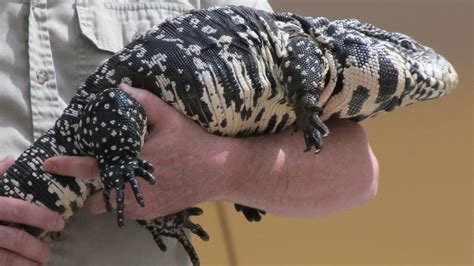 Black and White Tegu Lizard Facts, Habitat, Diet, Pictures