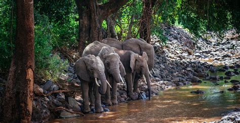 African Forest Elephant (Loxodonta cyclotis) | about animals