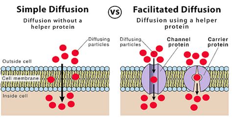 Diffusion Formula: Definition, Laws of Diffusion, Causes