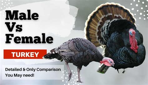 Male Vs Female Turkey: The Ultimate Guide & Comparison