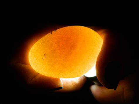 Always something new: Egg Candling, incubating, Hatching with photos step by step as it happens