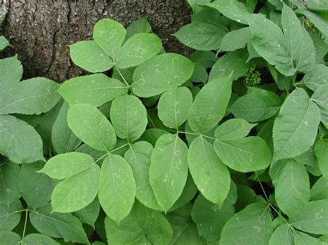 Aralia nudicaulis (wild sarsaparilla): Go Botany