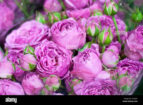 Beautiful pink pion-shaped rose. Bouquet Shrub roses Stock Photo - Alamy