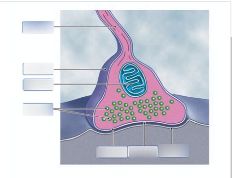 Structure Of A Typical Chemical Synapse Neurotrans - vrogue.co