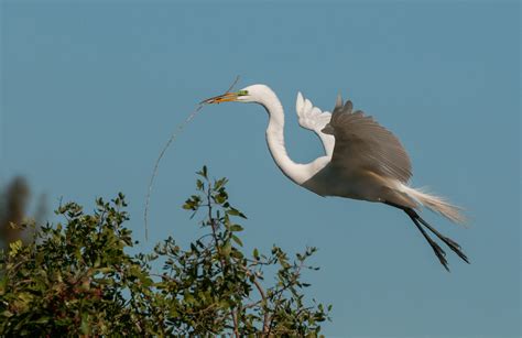 Nesting Great Egret | Sean Crane Photography