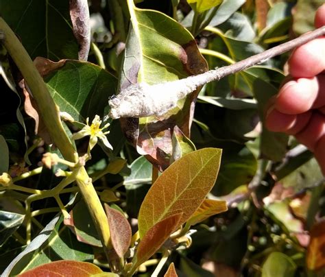 Hand pollinating avocados - Greg Alder's Yard Posts: Food Gardening in Southern California