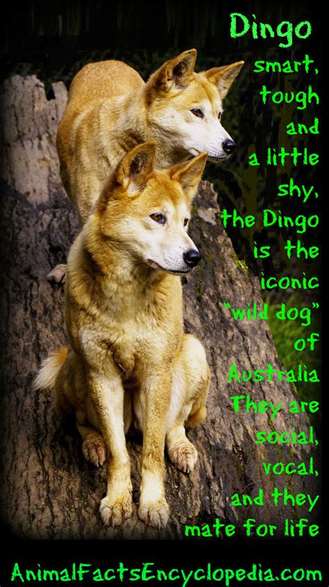 Dingo Facts - Animal Facts Encyclopedia