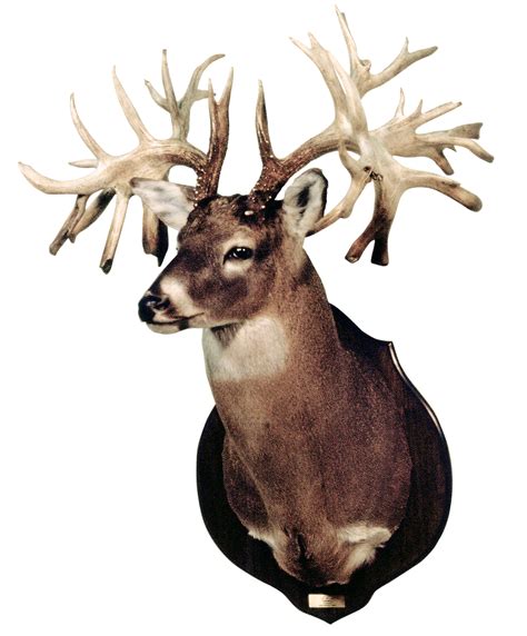 B&C World's Record - Non-typical Whitetail Deer | Boone and Crockett Club