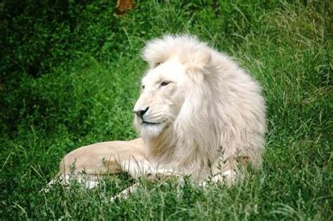 Simply amazing . | Lion facts, Singapore zoo, Animals