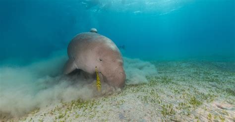 Dugong | Memorandum of Understanding on the Conservation and Management ...