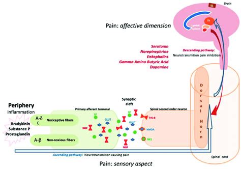 Physiological pathways of pain. The activated C fibers express, at ...