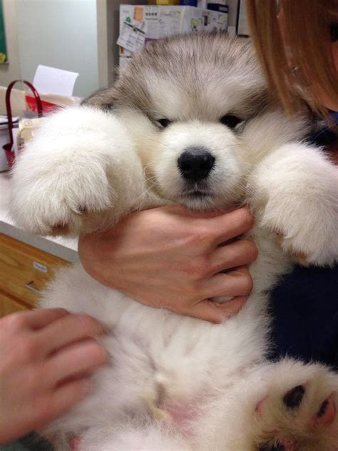 White Wolf : 15 Chubby Alaskan Malamute Puppies That Will Make You Smile