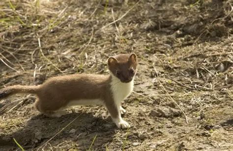 Weasel - Description, Habitat, Image, Diet, and Interesting Facts