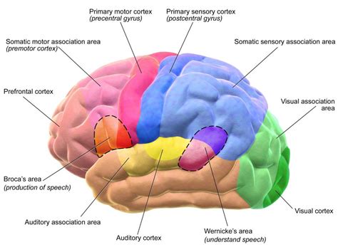 Primate speech - The brain, particularly the relative size of the cortical association areas ...